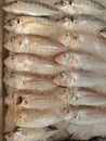 Nemipterus japonicus Japanese threadfin bream and mackerel fish Royalty Free Stock Photo