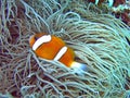 Nemo Royalty Free Stock Photo