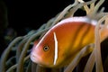 Nemo anemone fish Indonesia Sulawesi Royalty Free Stock Photo