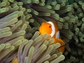 Nemo in anemone