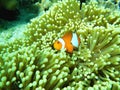 Nemo Anemonefish swim around coral Andaman Sea Underwater Thailand