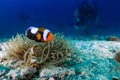 Nemo clown fish in an anemone on coral reef