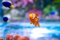 Nemo clown fish in beautiful coral reef Royalty Free Stock Photo