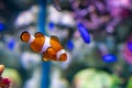 Nemo clown fish in beautiful coral reef Royalty Free Stock Photo