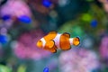 Nemo clown fish in beautiful coral reef Royalty Free Stock Photo