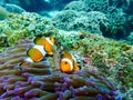 snorkeling trip at Samaesan Thailand dive underwater with fishes in the coral reef sea pool Royalty Free Stock Photo