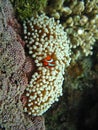 Nemo the clownfish