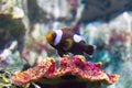 Nemo clownfish Royalty Free Stock Photo