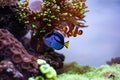 Nemo clownfish and Dori surgeon fish together in aquarium Royalty Free Stock Photo