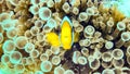 Nemo, clownfish over an anemone, Maldives.