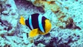 Nemo, clownfish over an anemone, Maldives. Royalty Free Stock Photo