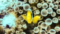 Nemo, clownfish over an anemone, Maldives. Royalty Free Stock Photo