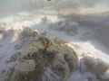 Nemo fish and anemones in the waters of Gili Labak Island Royalty Free Stock Photo