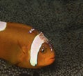 Nemo fish or clown fish with cleaning shrimp