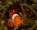 Nemo fish or clown fish in sea anemone Royalty Free Stock Photo