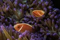 Nemo fish or clown fish in sea anemone