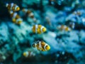 Nemo fish or clown fish swimming around aquarium tank. Fish with red and white strip Royalty Free Stock Photo
