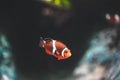 Nemo fish or clown fish swimming around aquarium tank. Fish with red and white strip Royalty Free Stock Photo