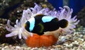 Nemo fish and sea anemone