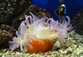 Nemo fish and sea anemone