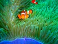 Nemo Found Royalty Free Stock Photo