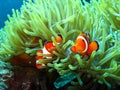 Nemo Found Royalty Free Stock Photo