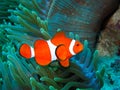 Nemo Found Royalty Free Stock Photo