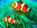 Nemo found Royalty Free Stock Photo