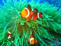 Nemo found Royalty Free Stock Photo