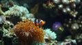 Nemo found swims near the coral. Generative Ai Royalty Free Stock Photo