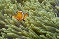 Nemo the friendly clown fish off Padre Burgos, Leyte, Philippines