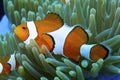 Nemo the friendly clown fish off Padre Burgos, Leyte, Philippines