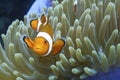 Nemo the friendly clown fish off Padre Burgos, Leyte, Philippines Royalty Free Stock Photo