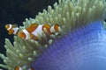 Nemo the friendly clown fish off Padre Burgos, Leyte, Philippines