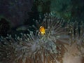 Nemo and sea anemone