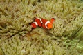 Nemo in sea anemones