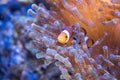 Nemo in sea anemones Royalty Free Stock Photo