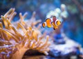 Nemo in sea anemones Royalty Free Stock Photo