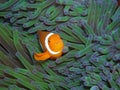 Nemo True Clown Anemonefish Royalty Free Stock Photo