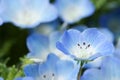 Nemophila