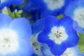 Nemophila