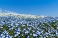 Nemophila, flower field at Hitachi Seaside Park with blue sky