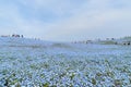 Nemophila, flower field at Hitachi Seaside Park in spring, Japan