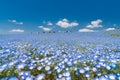 Nemophila, flower field at Hitachi Seaside Park