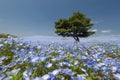 Nemophila flower filed at Hitachi Seaside Park