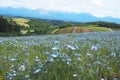 Nemophila flower garden on the back, a colorful rainbow horizon