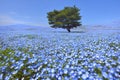 Full bloom Nemophila flower garden Royalty Free Stock Photo