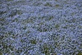 Nemophila flowers all over the screen Royalty Free Stock Photo