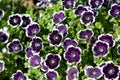 Nemophila menziesii Royalty Free Stock Photo