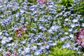 Nemophila menziesii